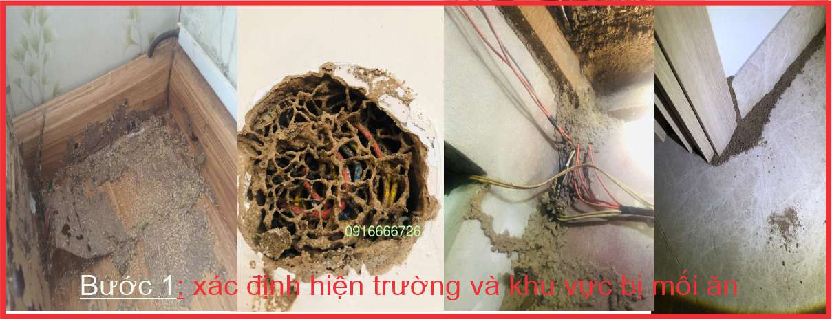 Làm thế nào để nhận biết nhà của Mình đang có mối?