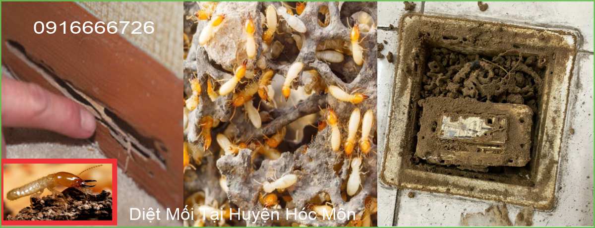 Dịch Vụ Diệt Mối Tại Hóc Môn