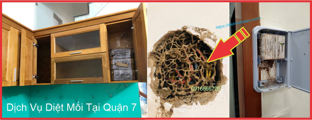 Dịch Vụ Diệt Mối Tại Q7