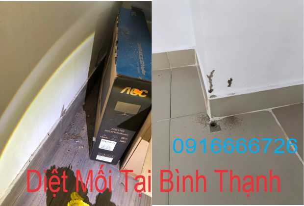 Dịch Vụ Diệt Mối Tại Quận Bình Thạnh