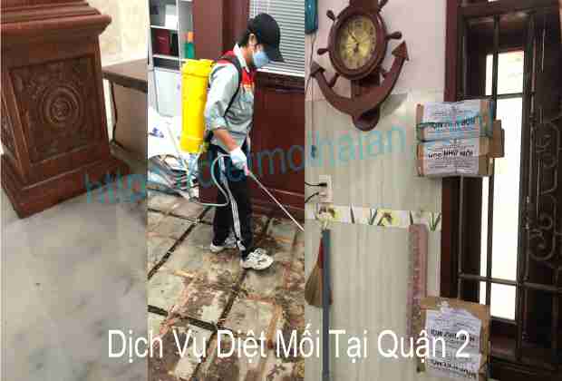 Dịch Vụ Diệt Mối Tại Quận 2