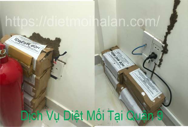 Dịch Vụ Diệt Mối Tại Quận 9