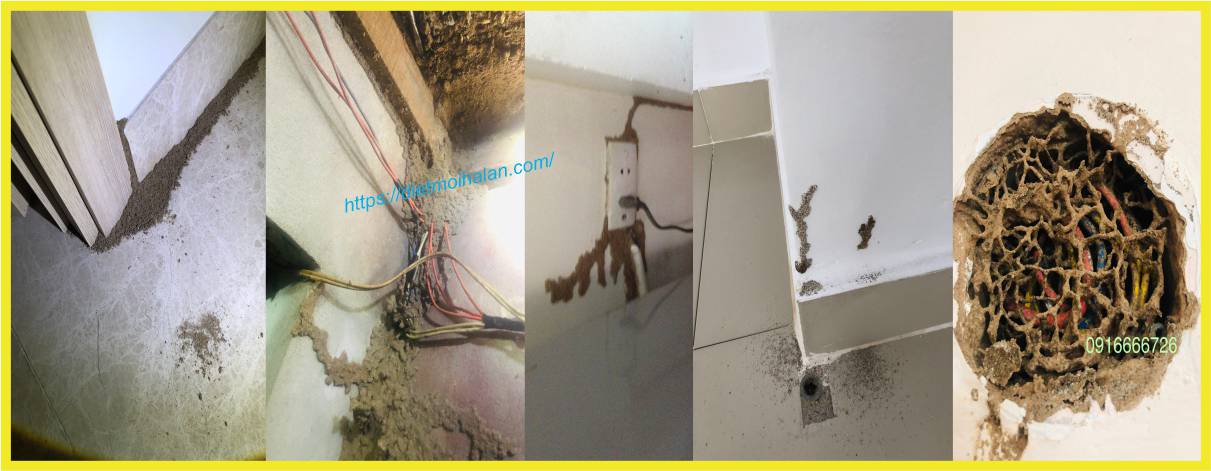 Diệt Mối Tại Q9