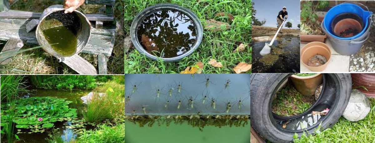 Cách Diệt Muỗi Và Phòng Trừ Muỗi