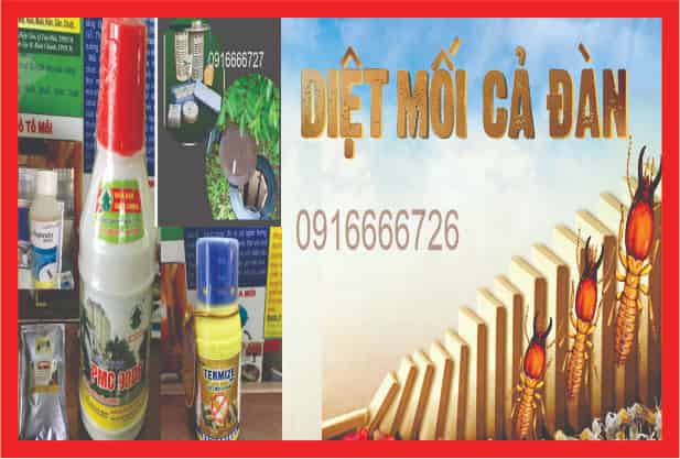 How to Kill Termite