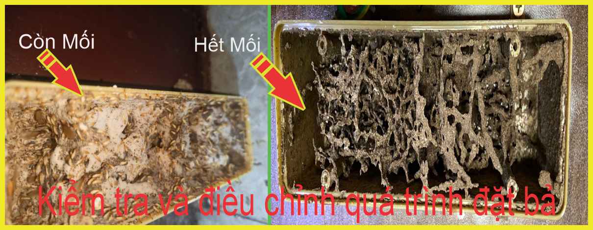Kiểm tra và điều chỉnh quá trình đặt bả Diệt Mối