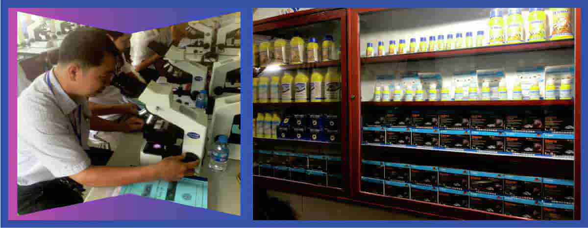 Phòng chống mối cho công trình xây dựng