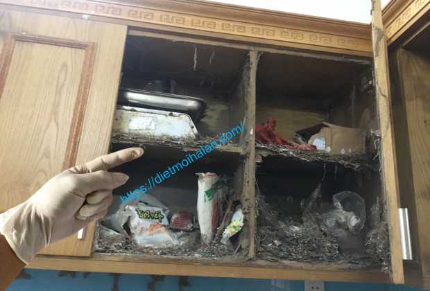 Làm sao để diệt mối?