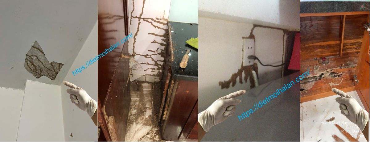 Tại Sao phải thuê dịch vụ diệt mối chuyên nghiệp