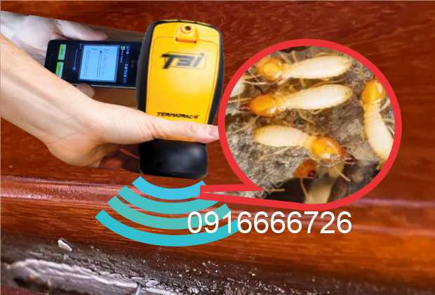 Tại Sao phải thuê dịch vụ diệt mối chuyên nghiệp?