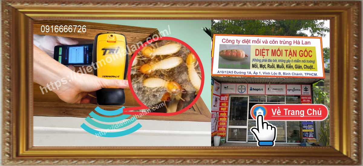 Hỗ Trợ Kỹ Thuật Tự Diệt Mối Tại Nhà