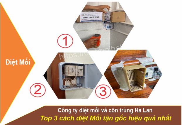 Cách diệt mối tận gốc tốt nhât