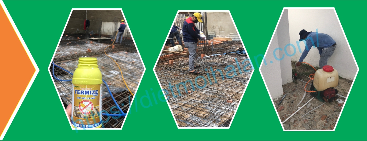 Dịch vụ phòng chống mối