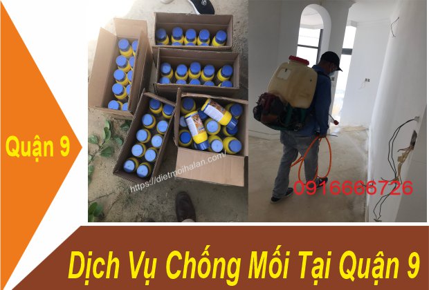 Dịch Vụ Chống Mối Tại Quận 9