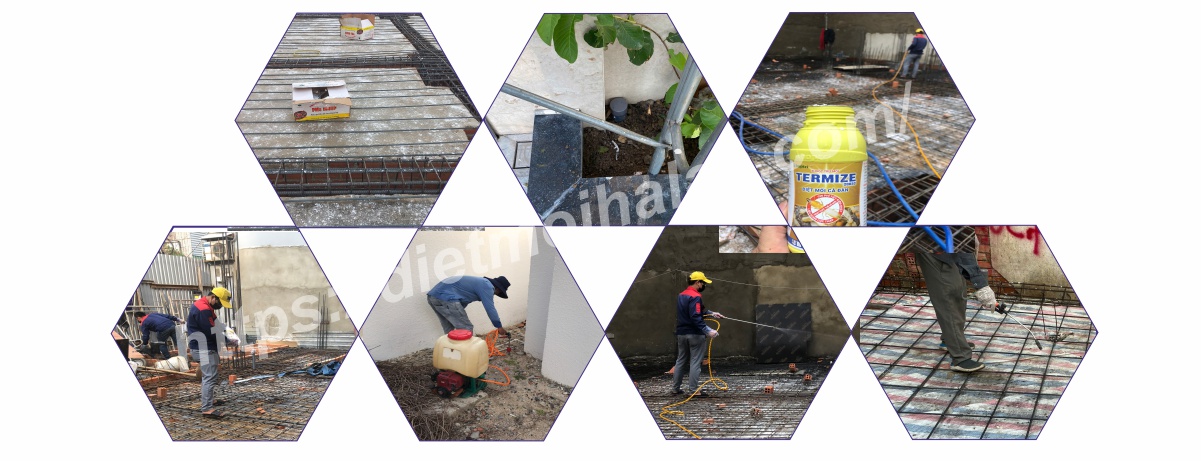 Dịch Vụ Chống Mối Tại TPHCM