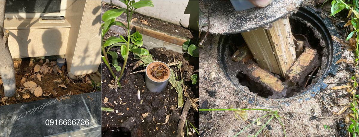 Kiểm tra trạm mối theo định kỳ