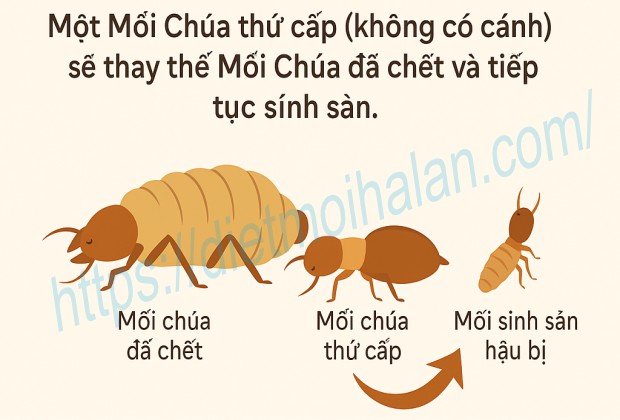 Điều gì xảy ra khi mối chúa chết?