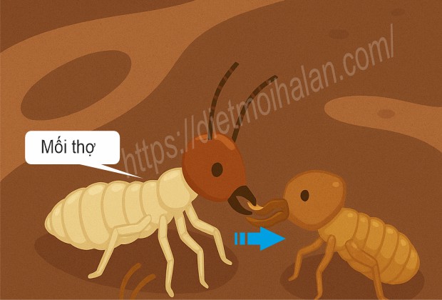Mối thợ nuôi dưỡng toàn bộ tổ mối bằng cách nào?
