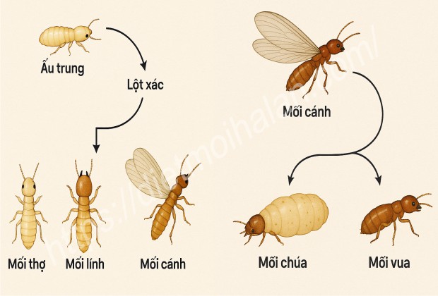 Quá Trình Phát Triển Của Loài Mối